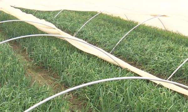 Iarna blândă îi ajută pe agricultori. În solar este mai cald cu zece grade decât afară