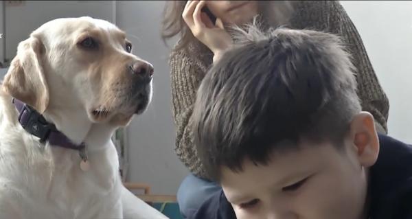În Cluj, trei labradori lucrează cu normă întreagă într-un centru pentru copii cu autism