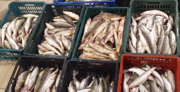Sute de kilograme de peşte furat, confiscate în Bucureşti