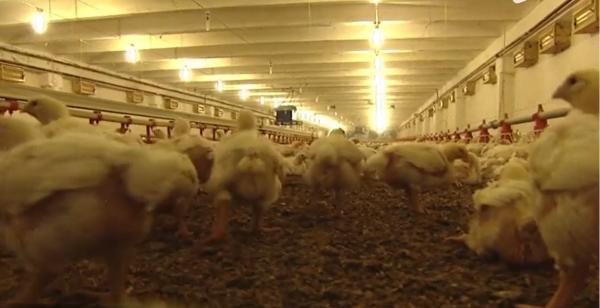 Alertă alimentară în vestul României, din cauza gripei aviare