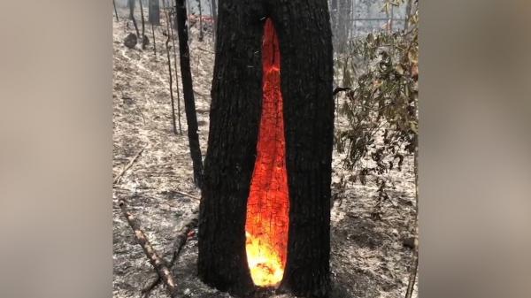 Copac care arde în interior, filmat la un incendiu de pădure din Australia (Video)
