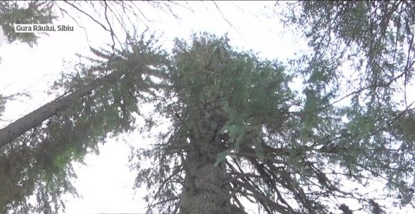 Bradul de 500 de ani din Munţii Cindrel concurează pentru titlul de Arborele European al Anului 2020