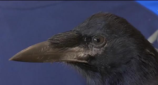 Doi tineri din Târgu Jiu au adoptat o cioară drept animal de companie