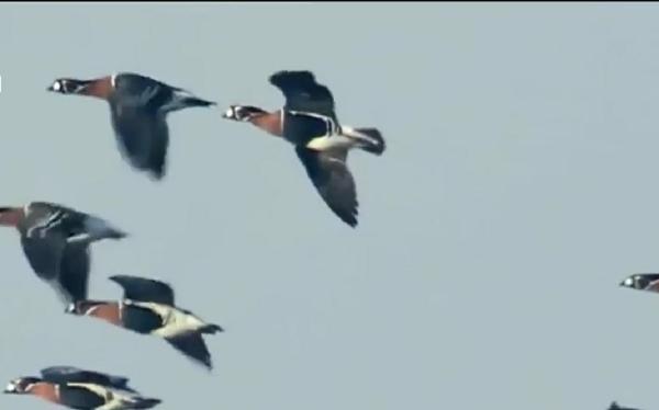 Gâscă protejată de lege, transformată în tocăniţă de un brăilean