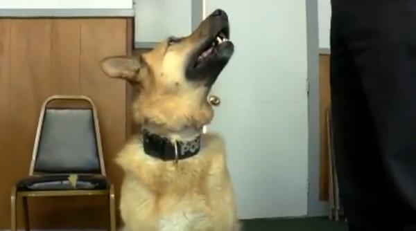 Un câine şi o capră, candidaţi la titlul de primar, în SUA