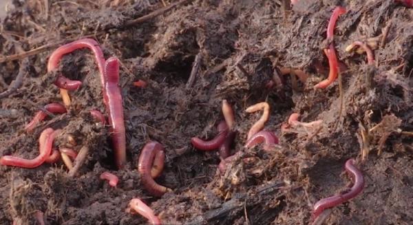 Un tânăr din Gorj a pus pe picioare o afacere cu râme din California