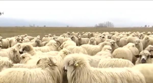 Mieii de Paşte vor fi mai mari, anul acesta, dar la un preţ mai mic