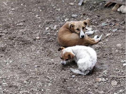 Pompierii din Vrancea au salvat doi câini şi o pisică dintr-un incendiu (Video)