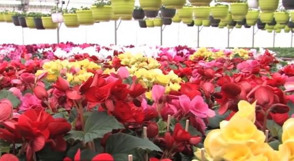 Iarna în calendar, primăvara în sere. Producătorii de flori abia mai fac faţă comenzilor