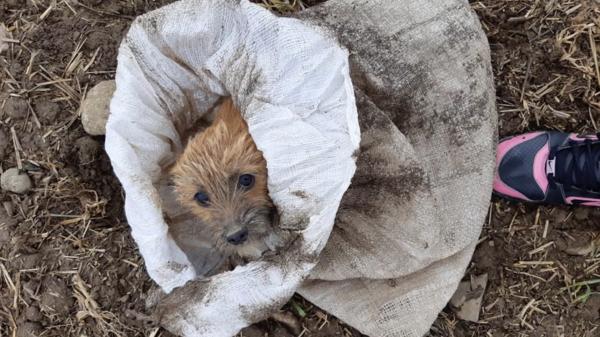 Cățelușă abandonată într-un sac pe un câmp din Brașov, salvată de o tânără