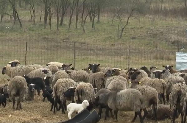 O oaie din Arad a bătut recordul naţional aducând pe lume şase miei