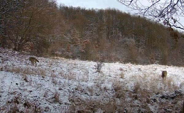 Animale sălbatice, filmate în mediul lor natural, în Munţii Apuseni (Video)
