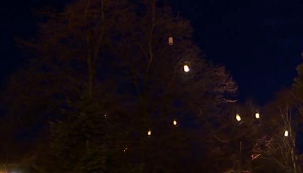 Primarul Timişoarei a montat lampioane în copaci pentru a alunga ciorile din parc