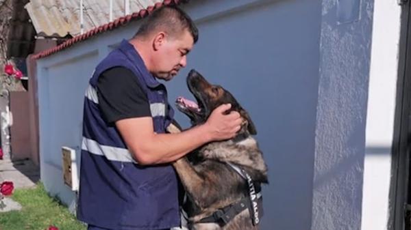 Aldo, un câine polițist, nu mai mănâncă de când partenerul său s-a pensionat, în Țăndărei