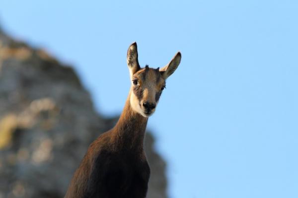 Ciocârlia şi capra neagră vor fi animale protejate de lege în România