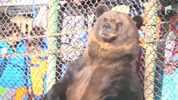 Ursul Baloo de la Straja a împlinit vârsta de 20 de ani