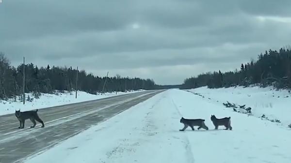 Imagini rare cu o familie de lincşi pe o șosea din Canada