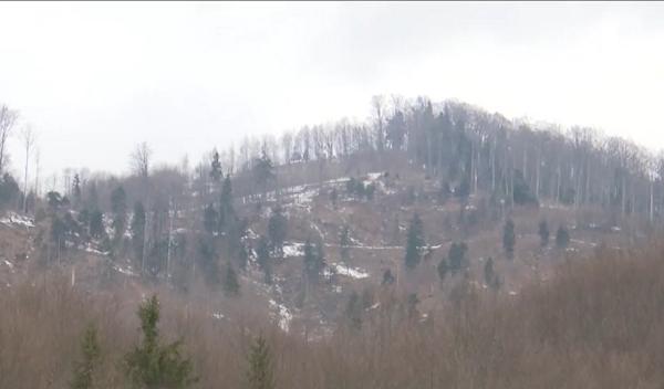 Ministrul Mediului promite plantarea a 50 de milioane de puieţi în pădurile din România