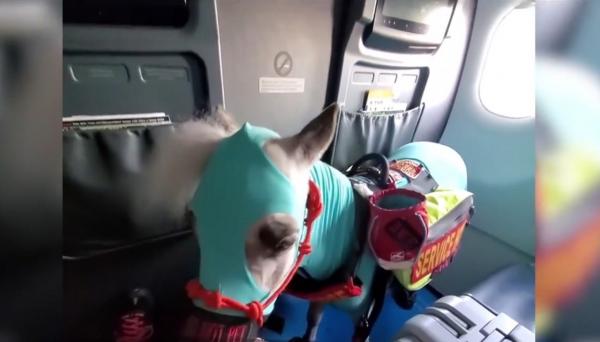 Cum a ajuns un ponei să zboare cu avionul, în Statele Unite (Video)