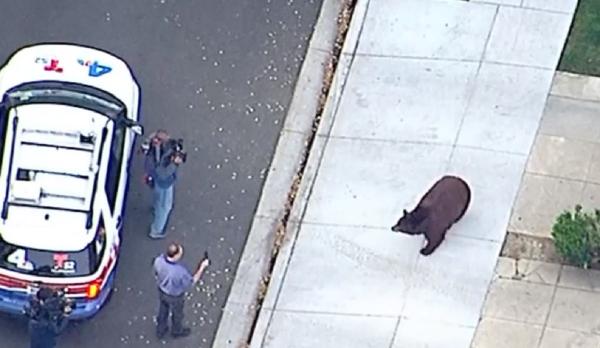 Ursoaică de peste 180 de kilograme, la plimbare prin oraș, în California