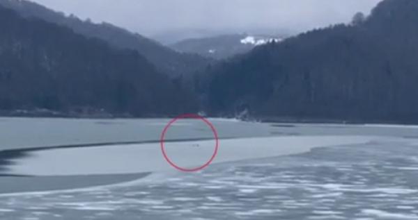 Cerb căzut într-un lac de acumulare, salvat de pompierii din Braşov