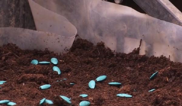 Legumele româneşti, mai puţine şi mai scumpe (Video)