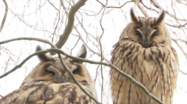 Zeci de bufniţe din Iaşi, punct de atracţie inedit la Casa de Asigurări de Sănătate