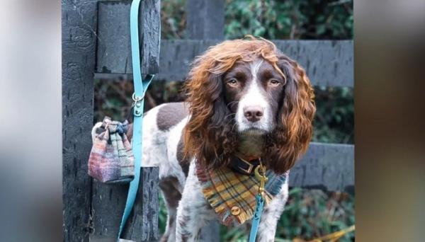 Un câine din Marea Britanie a ajuns vedetă pe Internet datorită pletelor sale