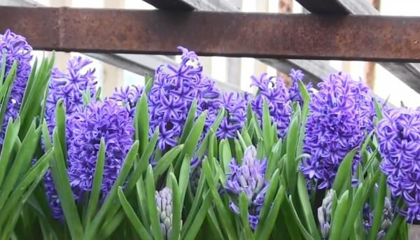 Cea mai bună perioadă pentru florari. Serele din Arad se pregătesc pentru 1 Martie