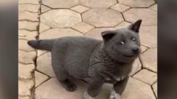 Un cățel-pisică din Vietnam a stârnit controverse pe internet