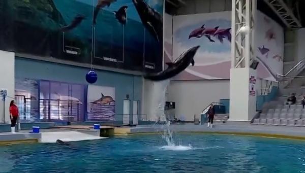Ni Ni şi Chen Chen se antrenează intens pentru spectacolele de la Delfinariul din Constanţa