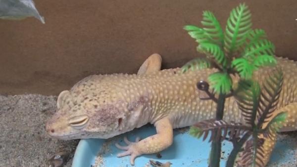 Cea mai mare expoziție de reptile și insecte, la Oradea