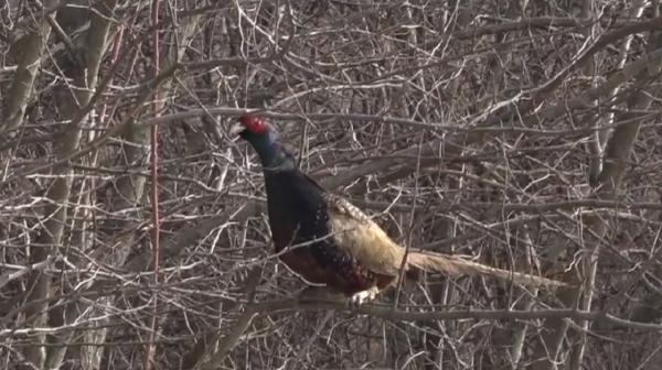 Imagini inedite în Brănişca. Trei câini, enervați de un fazan cocoțat într-un copac