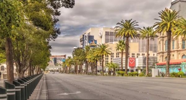 Animale sălbatice, surprinse pe străzile unor mari orașe