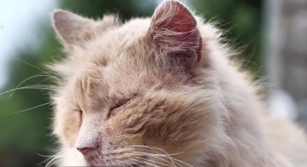 Cum protejăm animalele de companie de coronavirus