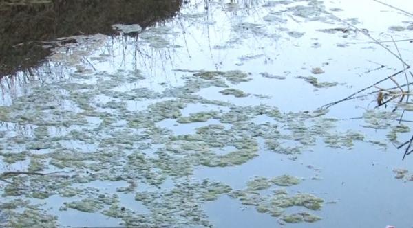 Lacul din Băile 1 Mai, secat de 5 ani, a prins viaţă datorită pandemiei