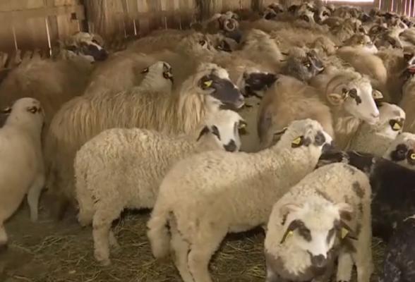Cum se poate cumpăra miel de Paște. Recomandările polițiștilor