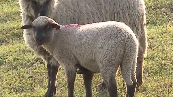 Mielul cu cinci picioare, minunea de la o stână din Mureş