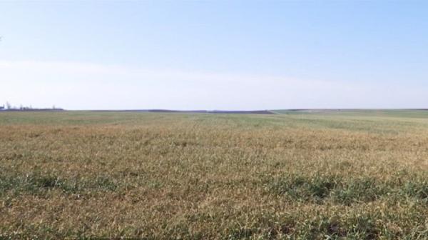 Seceta lasă fermierii în sapă de lemn. Recoltele vor avea de suferit