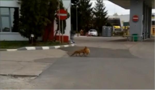 Vulpe filmată de polițiști pe străzile din Maramureș