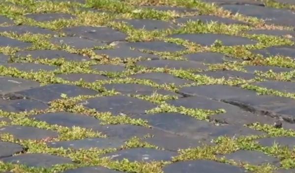 Iarba a crescut printre pietrele cubice în Piaţa Navona din Roma