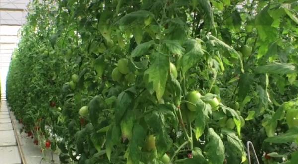 Afaceri de succes cu legume cultivate în sere