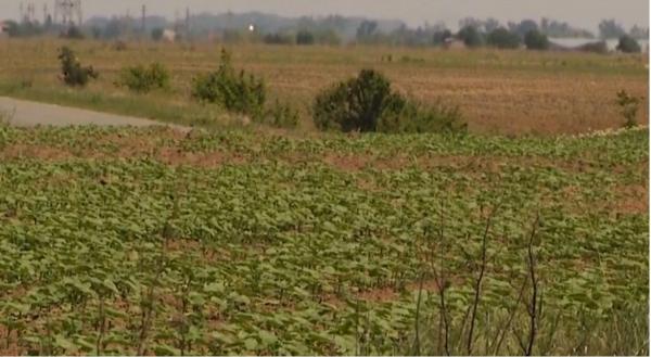 Peste o treime din terenurile agricole ale României, afectate de secetă