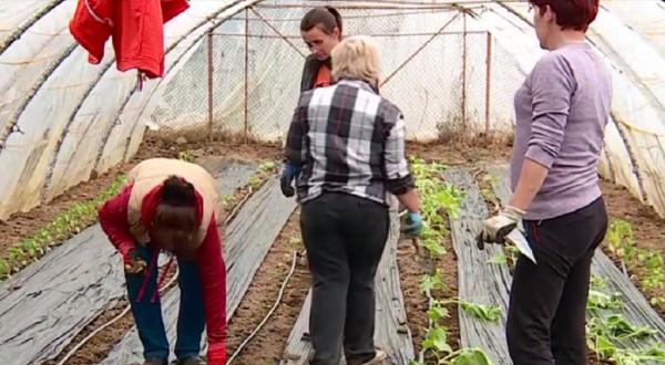 Elevii unui liceu din Seini, lecții de agricultură, în propria grădină