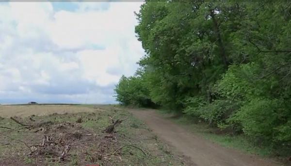 Pădurea Hoia Baciu din Cluj, la un pas de a deveni cartier de blocuri