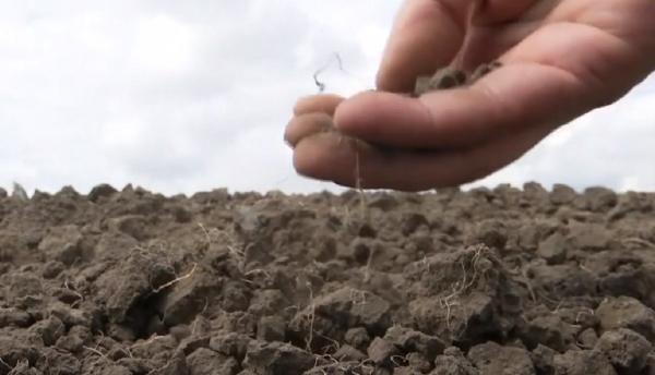 Ajunşi în pragul disperării, agricultorii au ajuns să îşi întoarcă culturile