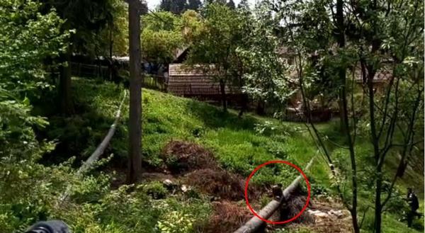 Imagini cu jandarmii fugind după doi ursuleți, la Băile Tușnad. Puii de urs au stat cocoțați ore în șir într-un brad (Video)