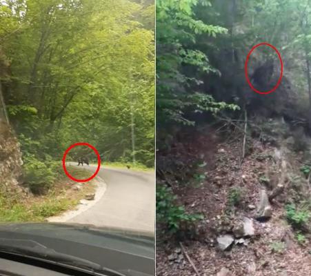 Jandarmii montani din Runcu au dat nas în nas cu o ursoaică și doi pui, pe un traseu frecventat de turiști (Video)