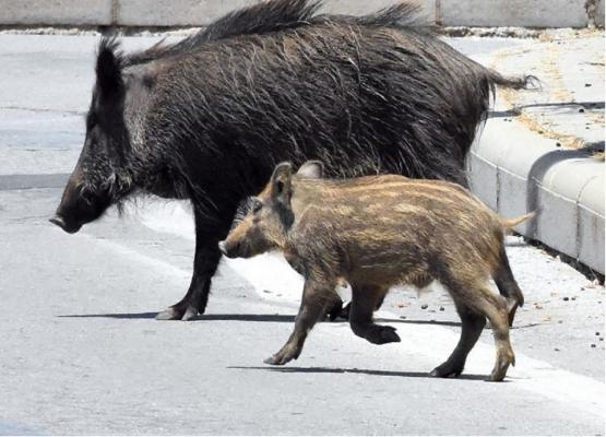 Turmă de mistreți, îndepărtată de jandarmii din Brașov cu petarde (Video)