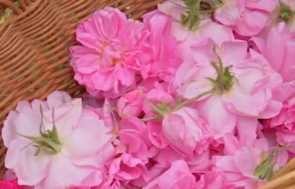 Doi soți din Gorj s-au apucat de afaceri cu trandafiri de Damasc